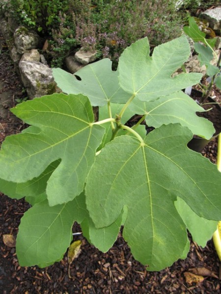Ficus carica 'Samsun'