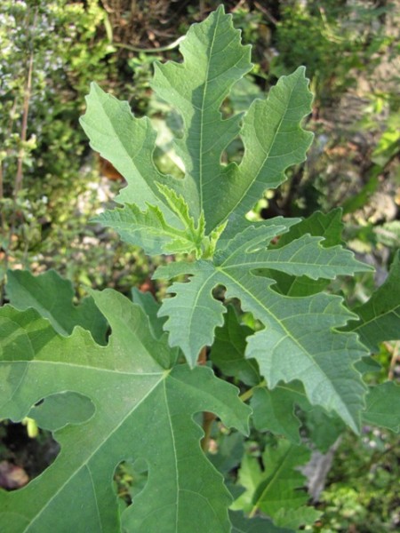 Ficus afghanistanica; Herkunft Afghanistan