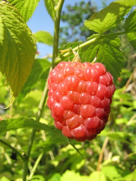 Rubus idaeus 'Schönemann'