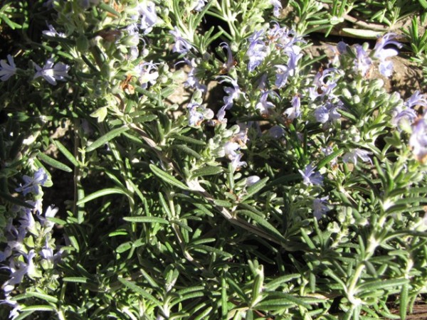 Rosmarinus officinalis 'Blue Rain'