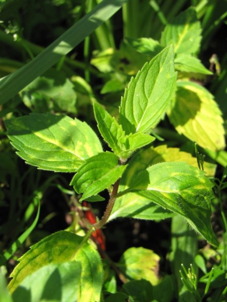 Mentha gentilis variegata 'Ingwerminze'