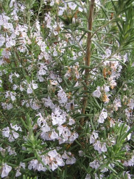 Rosmarinus officinalis 'Blue Winter"