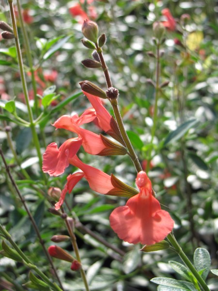 Salvia jamensis