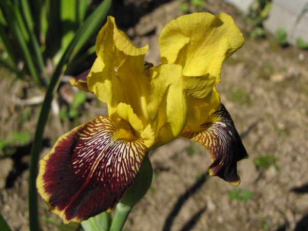 Iris barbata elatior 'Kupferhammer'; ausverkauft