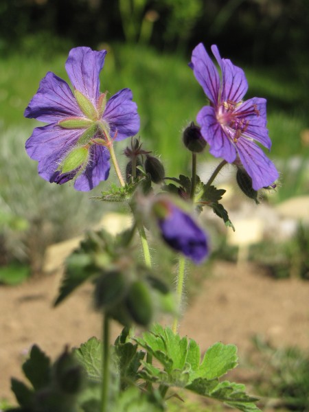 Geranium x magnificum "Rosemoor"; ausverkauft