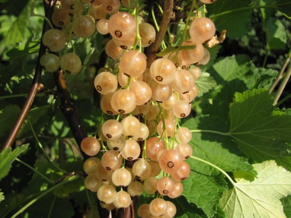 Ribes sp. 'Rose de Champagne'