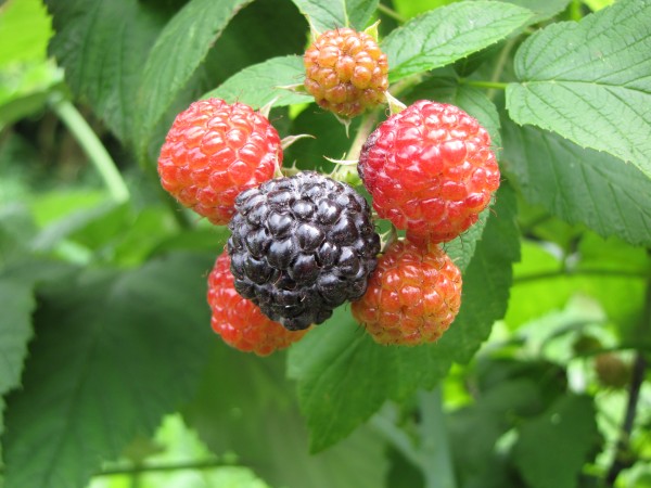 Rubus occidentalis 'Black Jewel'; ausverkauft