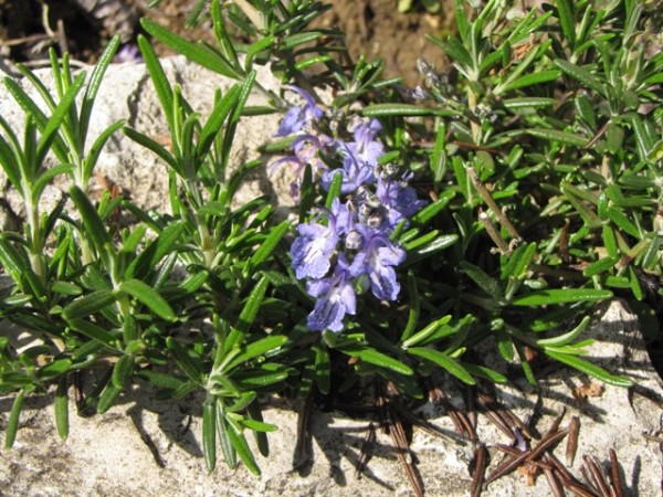 Rosmarinus officinalis 'Severn Sea'