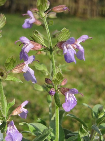 Salvia officinalis 'Lavandulifolia'