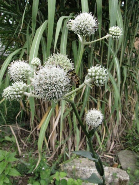 Eryngium yuccifolium
