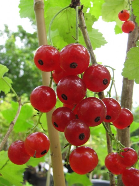 Ribes rubrum 'Prinz Albert'