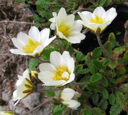 Dryas x suendermannii