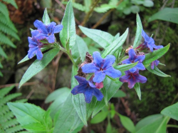 Buglossoides purpureo-caeruleum; ausverkauft