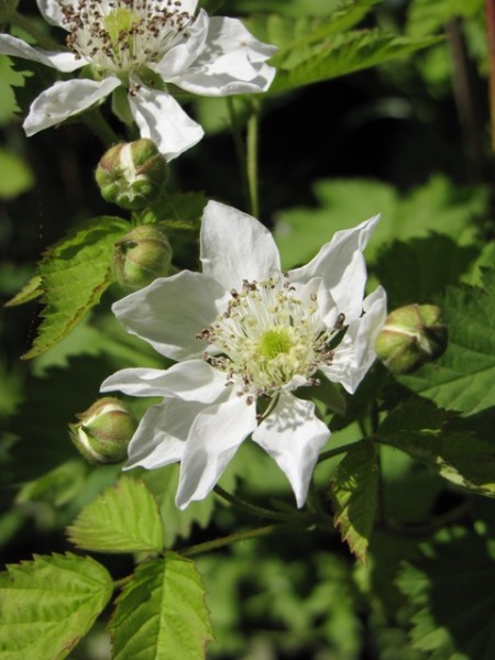 Rubus ursinus x idaeus 'Boysenberry'; ausverkauft