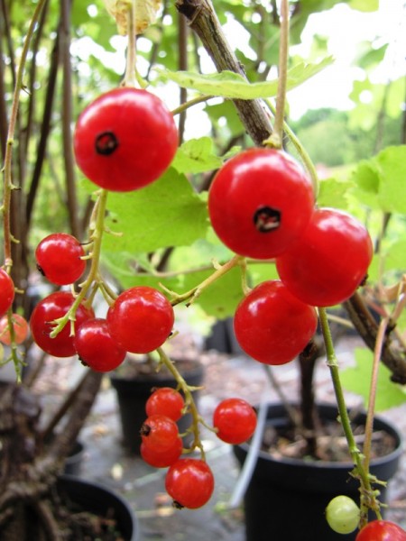 Ribes rubrum 'Rolan'