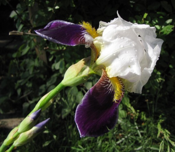 Iris barbata-elatior 'Wabash'; ausverkauft