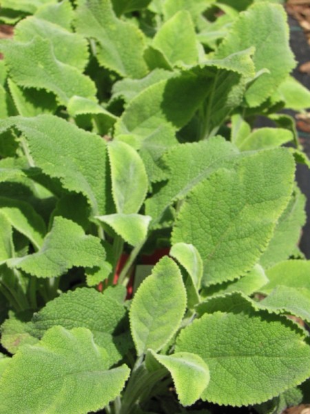 Salvia officinalis crispa 'Flaumiger Salbei'