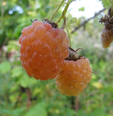 Rubus idaeus 'Golden Everest'; ausverkauft