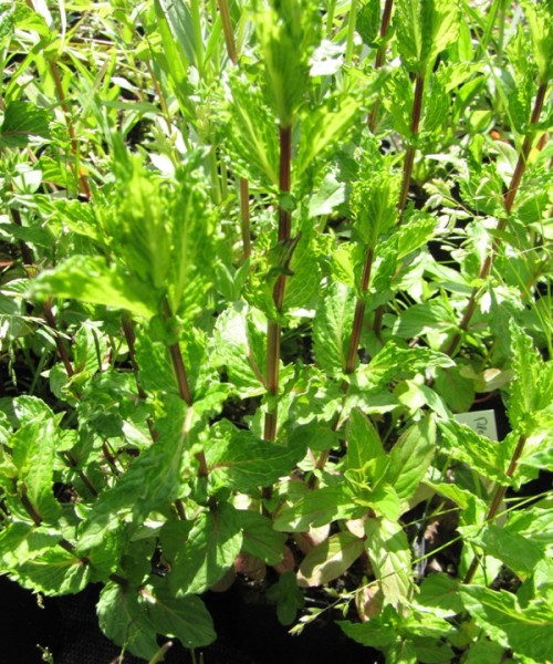 Mentha spicata ssp., Algerische Fruchtminze