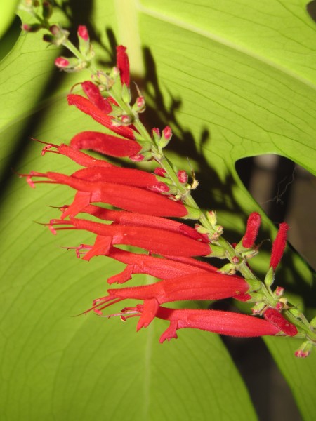 Salvia rutilans