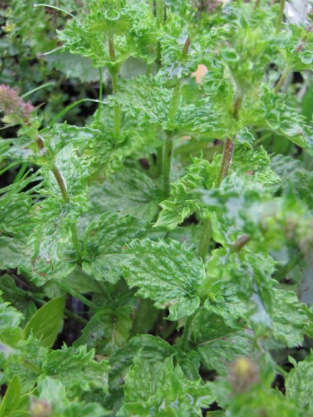Mentha spicata var. crispa, Persische Minze
