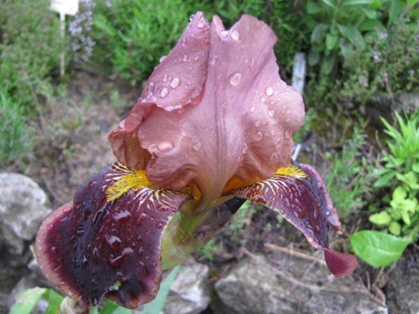 Iris barbata-elatior 'Chocolate'