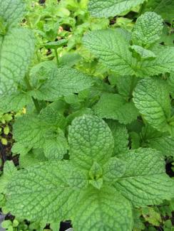 Mentha spicata crispa, Marokkanische Minze 'Blomeyer'