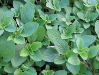 Origanum vulgare compactum