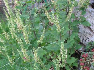 Teucrium scorodonia