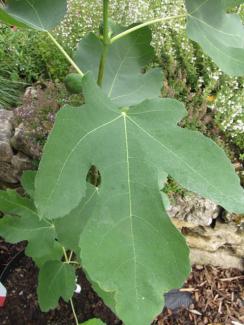 Ficus carica 'Cuore D'oro'