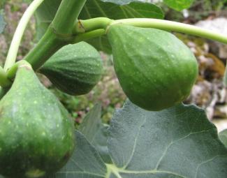 Ficus carica 'Cole de Dame Blanc'