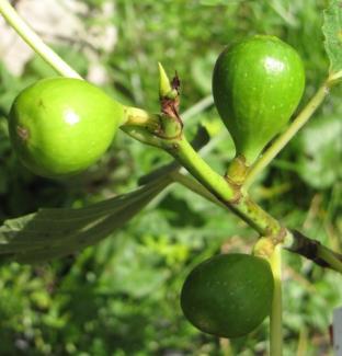 Ficus carica 'Honey Heart'