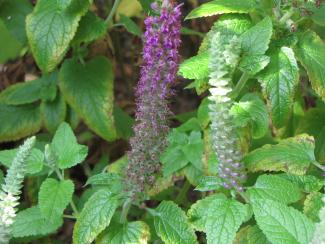 Teucrium hircanicum