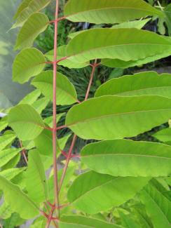 Toona sinensis (Cedrela sinensis)