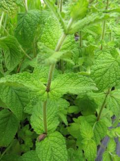 Mentha sp. nepetoides 'Weinminze'