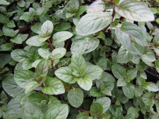 Mentha sp. 'Johannisdorf'