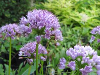 Allium angulosum