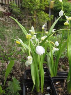 Allium paradoxum