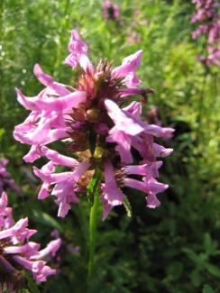 Stachys officinalis