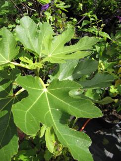 Ficus carica 'White Marseille' Ficus carica 'White Marseille'