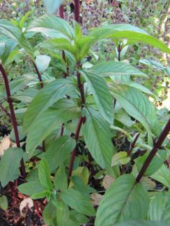 Mentha x piperita 'Cernolistnaja'