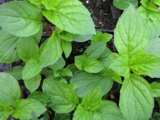 Mentha sp. 'Knochenmühle'