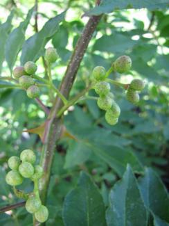 Zanthoxylum simulans