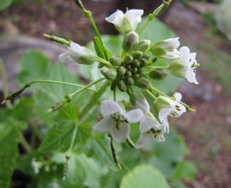 Wasabia japonica; syn. Eutrema japonicum