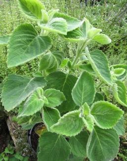 Plectranthus sp. 'Mount Carbine'