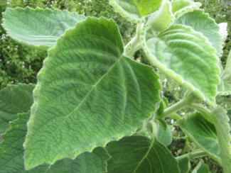 Plectranthus sp. 'Mount Carbine'