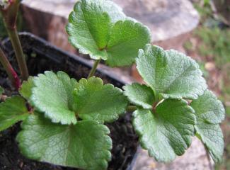 Ligusticum scoticum