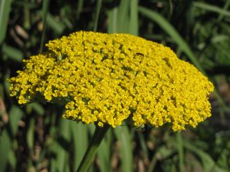 Achillea fillipendulina 'Parkers Variety'