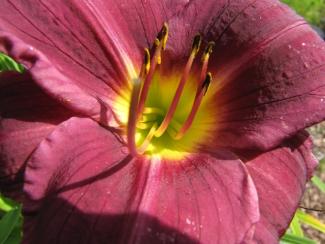 Hemerocallis cult. 'Little Grapette'