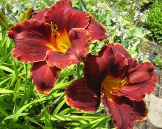 Hemerocallis cult. 'Night Ember'